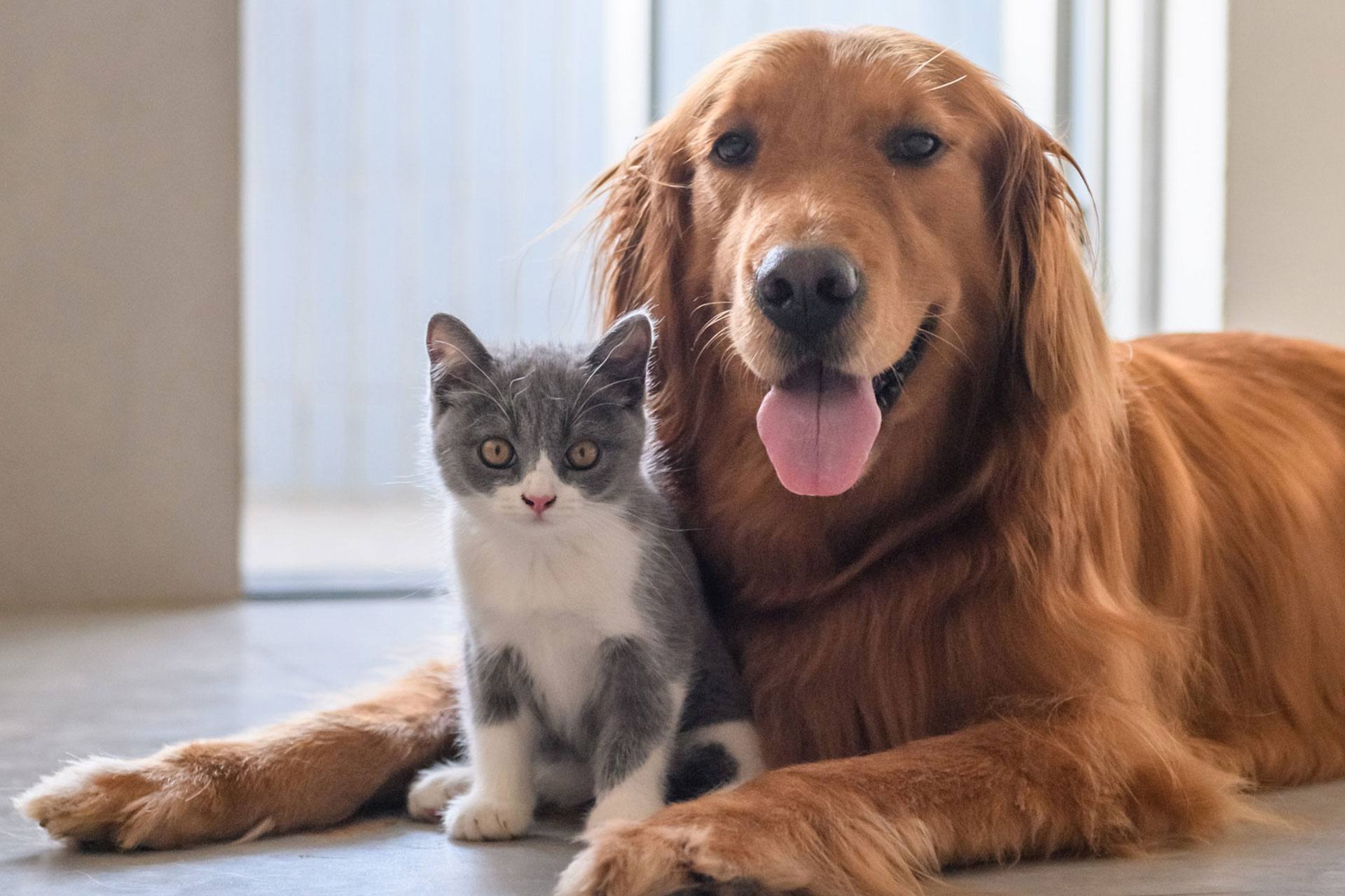veterinario-s-1