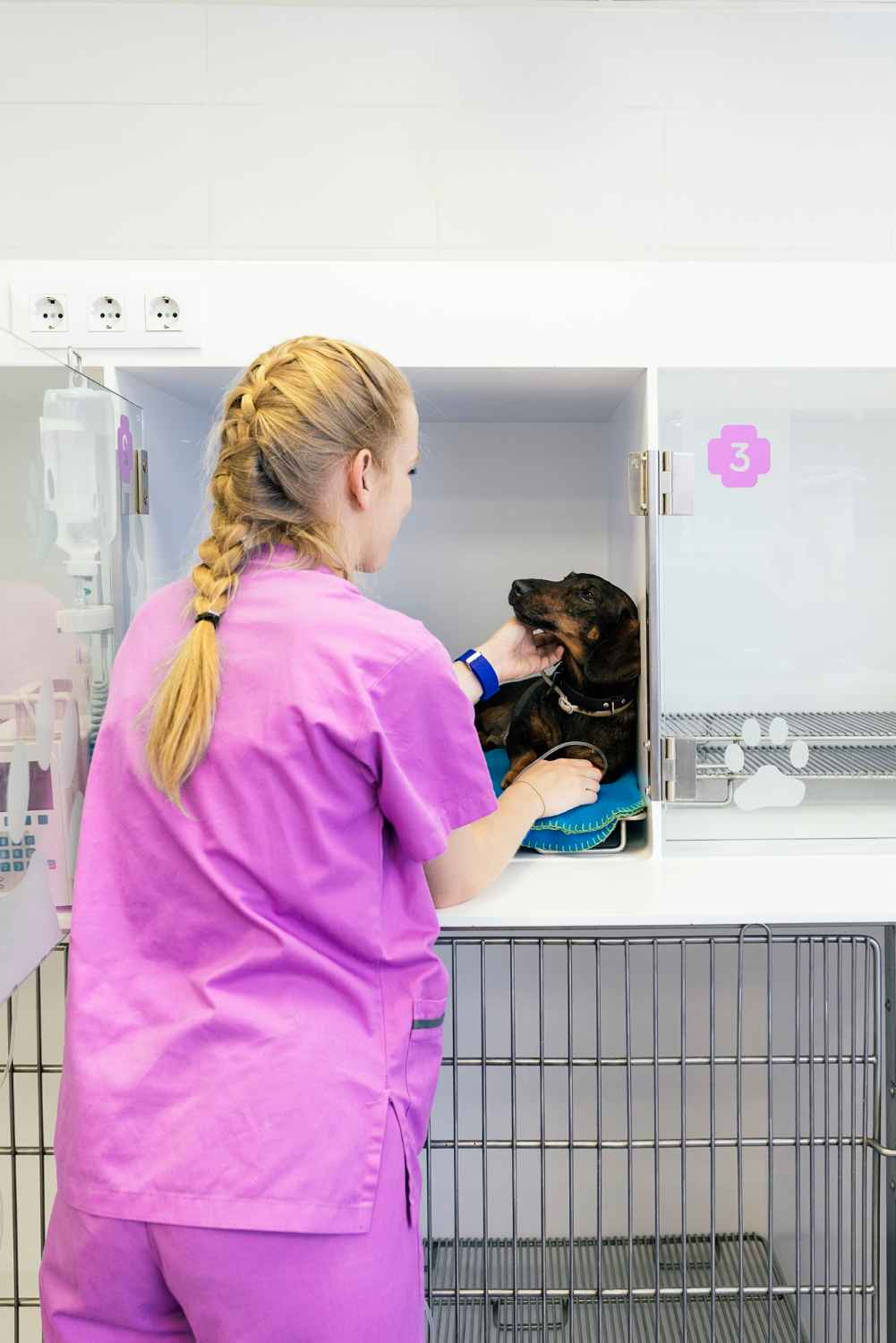 veterinario urgencias