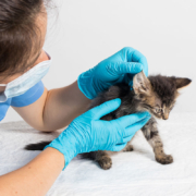 clínica veterinaria urgencias
