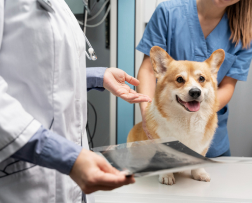clínica veterinaria mascotas